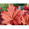 Heuchera 'Bloody Dinosaur'