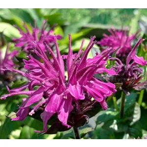 Monarda 'Rockin Raspberry ' Sugar Buzz Series)