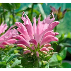 Monarda 'Pink Frosting'  {Sugar Buzz Series}
