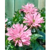 Monarda 'Pink Frosting'  {Sugar Buzz Series}