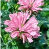 Monarda 'Pink Frosting'  {Sugar Buzz Series}