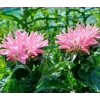 Monarda 'Pink Frosting'  {Sugar Buzz Series}