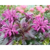 Monarda 'Grape Gumball'  (Sugar Buzz Series)