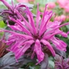 Monarda 'Grape Gumball'  (Sugar Buzz Series)