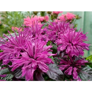 Monarda 'Grape Gumball' (Sugar Buzz Series)