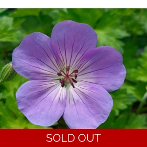 Geranium Rozanne'