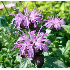 Monarda 'Blue Moon' (Sugar Buzz Series)