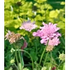 Scabious columaria 'Flutter Rose Pink'