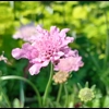 Scabious columaria 'Flutter Rose Pink'