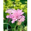 Scabious columaria 'Flutter Rose Pink'