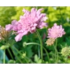Scabious columaria 'Flutter Rose Pink'