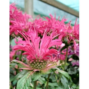 Monarda 'Bubblegum Blast' Sugar Buzz Series