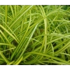 Carex oshimensis 'Eversheen'
