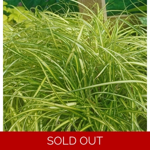 Carex oshimensis 'Eversheen'