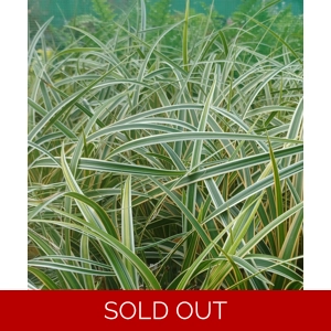 Carex 'Everglow'