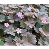 Geranium 'Bobs Blunder'