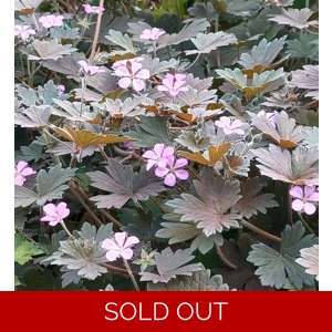 Geranium 'Bobs Blunder'