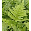 Dryopteris formosana