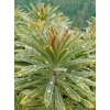 Euphorbia martini 'Ascot Rainbow'