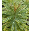 Euphorbia martini 'Ascot Rainbow'