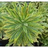Euphorbia martini 'Ascot Rainbow'