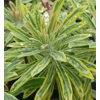 Euphorbia martini 'Ascot Rainbow'