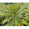 Euphorbia martini 'Ascot Rainbow'