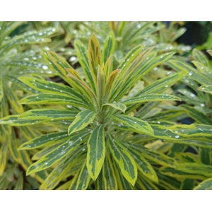 Euphorbia martini 'Ascot Rainbow'