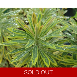 Euphorbia martini 'Ascot Rainbow'