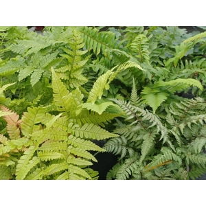 COLLECTION OF 4 MIXED FERNS