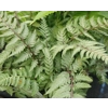 COLLECTION OF 4 MIXED FERNS