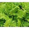 COLLECTION OF 4 MIXED FERNS