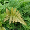 COLLECTION OF 4 MIXED FERNS