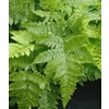 COLLECTION OF 4 MIXED FERNS