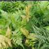 COLLECTION OF 4 MIXED FERNS