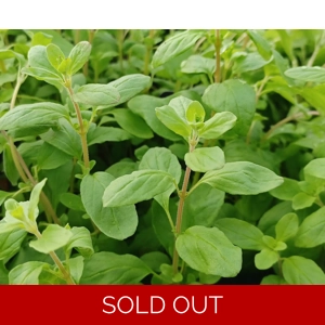 Herb Marjoram Sweet