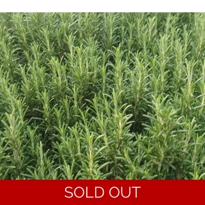 Herb Rosemary 'Green Ginger;