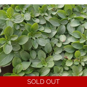 Herb Oreganum vulgare 'Compactum'