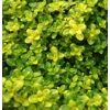 Herb Thymus 'Doone Valley'