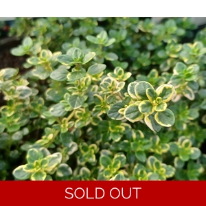 Herb Thymus  'Lemon Variegated'