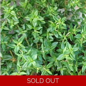 Herb Thymus Vulgaris (common)