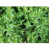 Herb Thymus Vulgaris (common)