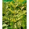 Dryopteris formosana