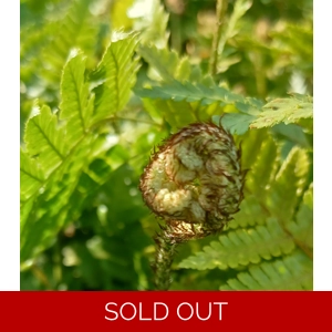 Dryopteris formosana