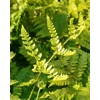 Dryopteris formosana