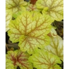 Heuchera 'Eternal Flame'