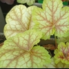 Heuchera 'Eternal Flame'