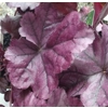 Heuchera 'Electric Plum'