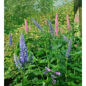 Veronica longifolia 'First Glory'