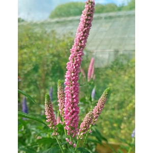 Veronica longifolia 'First Kiss'